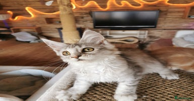 Maine Coon cats - Advert 7