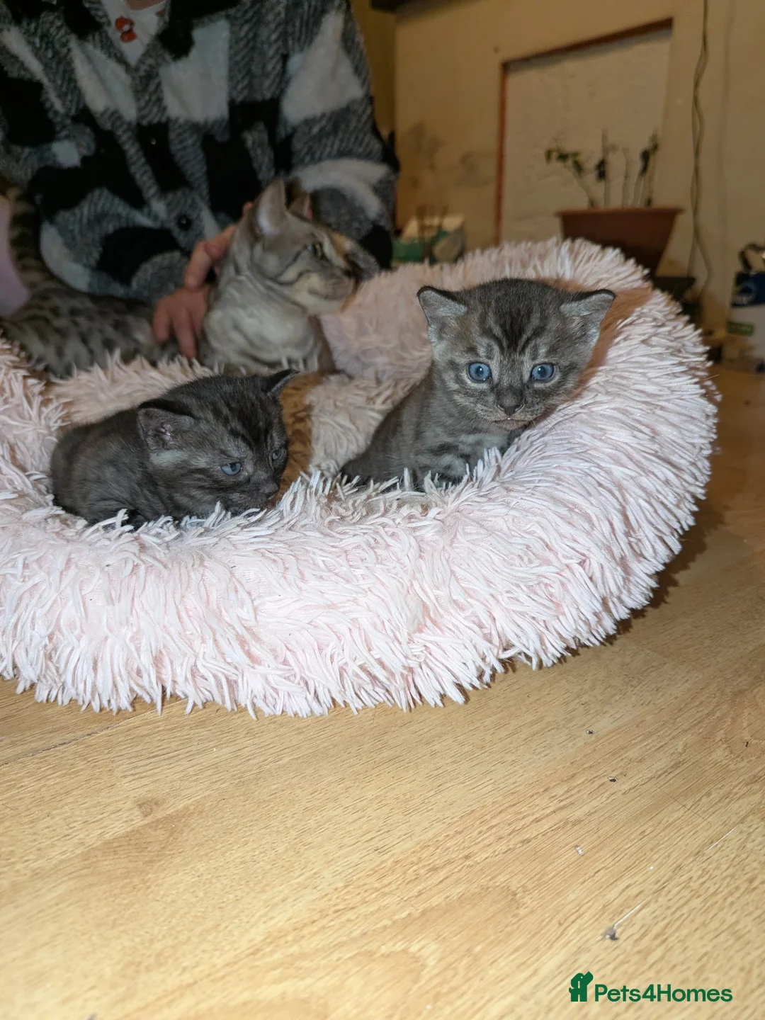 Bengal cats for sale:  Bengal Type Kittens Boys – Stunning Markings - Advert 7