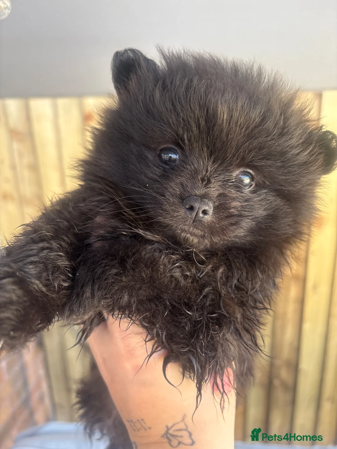 Pomeranian dogs for sale: Pomeranian female & male ready now  - Advert 1