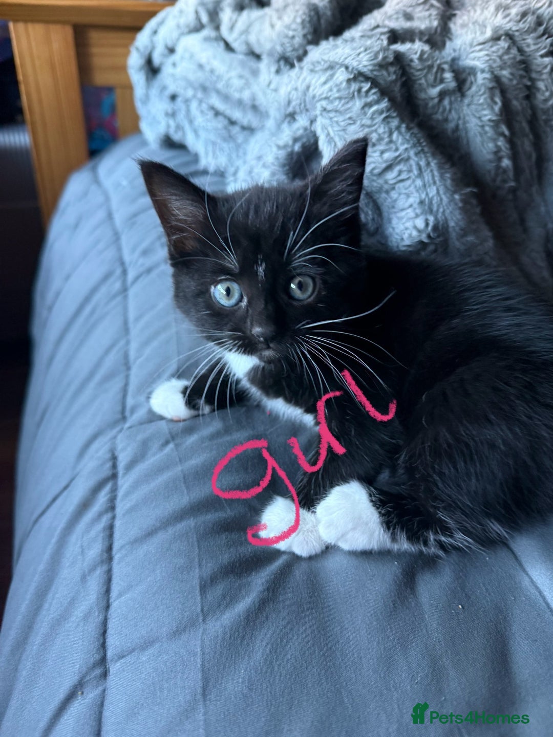 Mixed Breed cats for sale: Kittens beautiful black and white kittens  - Image 7