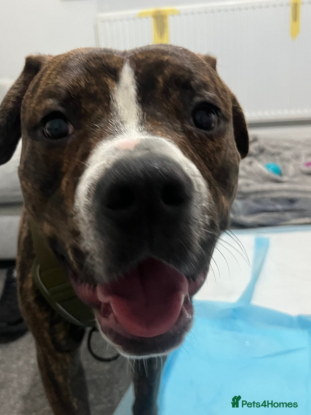 Staffordshire Bull Terrier dogs for sale: Rolo NEEDS GONE URGENTLY - Image 2