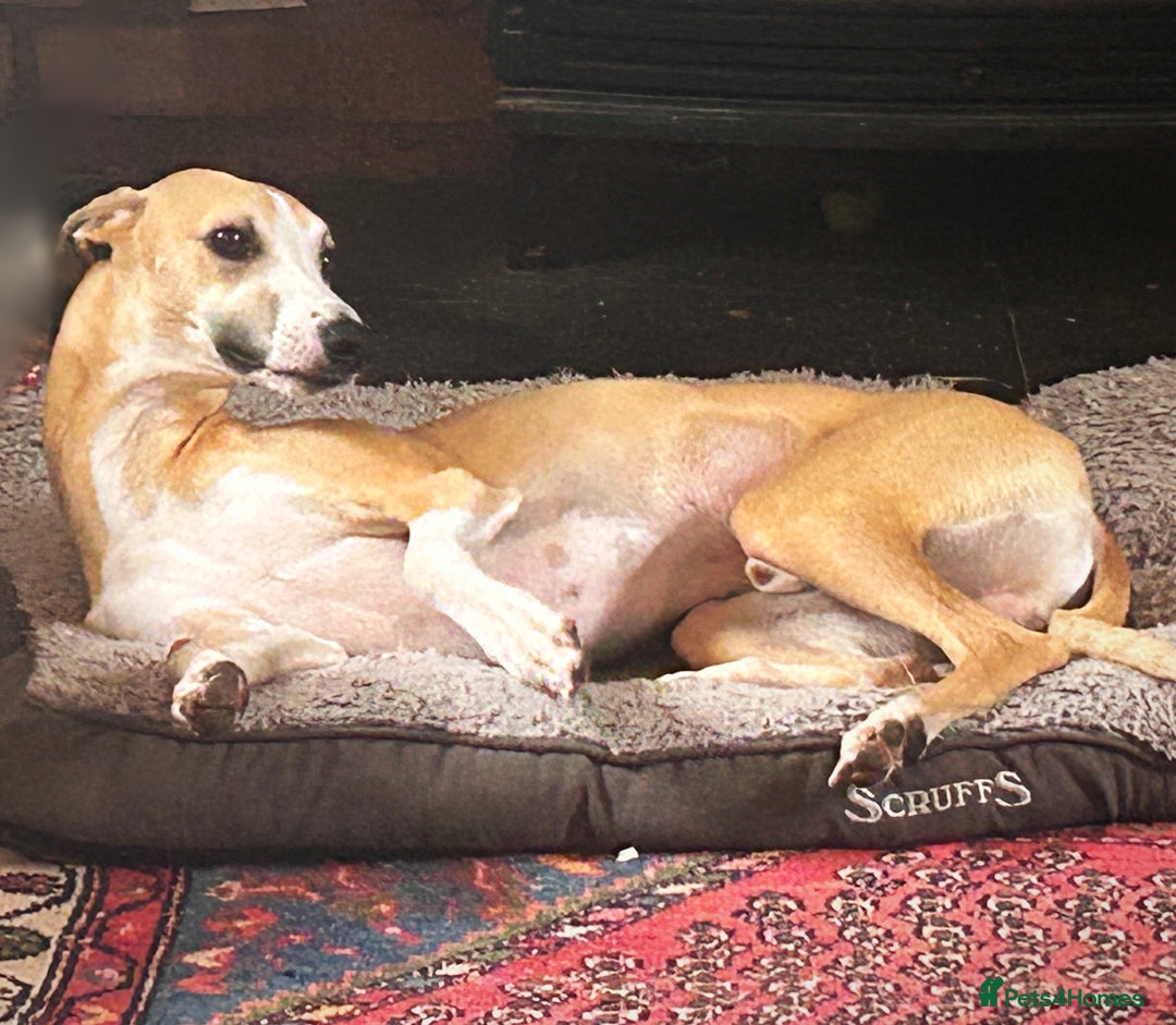 Whippet dogs for sale: Top quality bitch - Advert 8