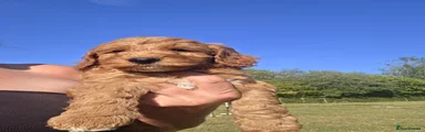 Cockapoo 2