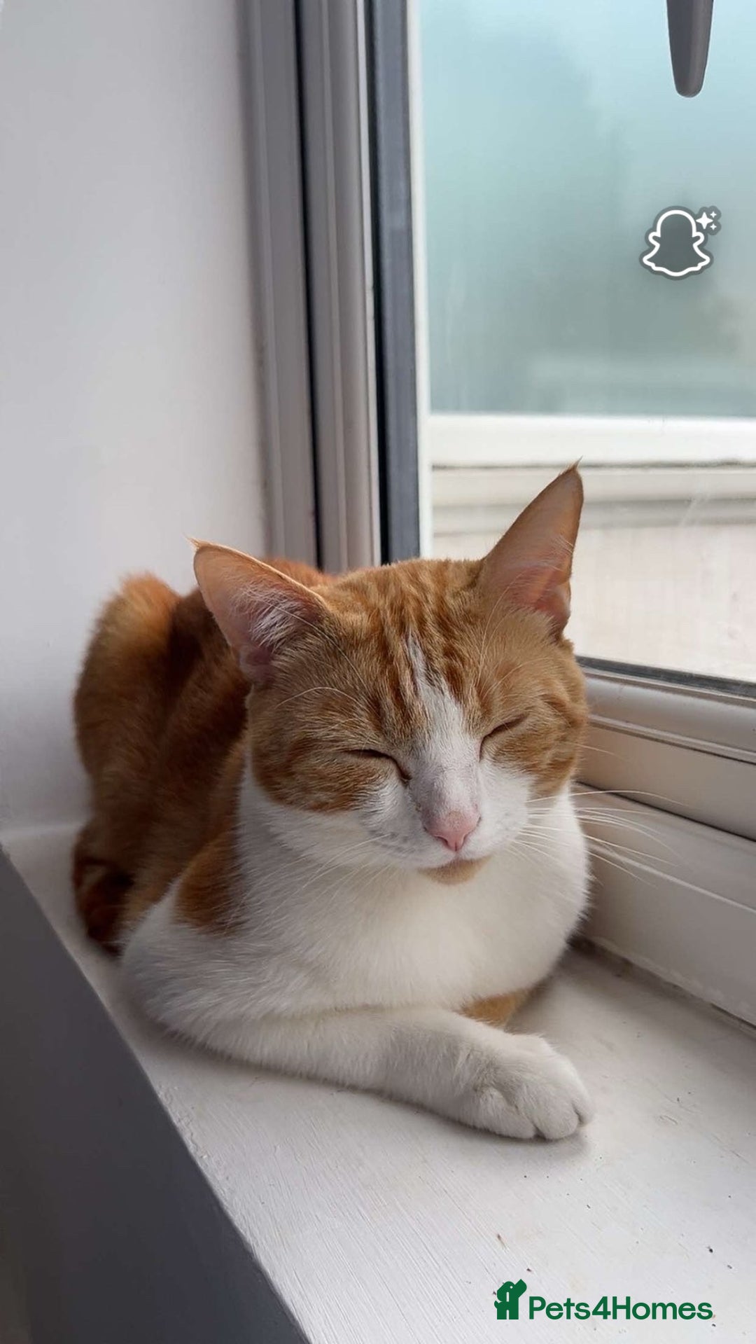 British Shorthair cats for sale: 1 year old cat  - Image 2