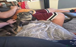 French Bulldog dogs for sale: 4yr old neutered pedigree male french bulldog - Advert 6