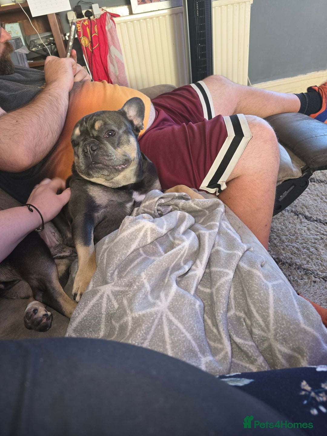 French Bulldog dogs for sale: 4yr old neutered pedigree male french bulldog - Advert 6