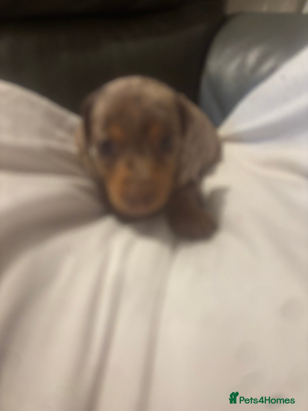 Miniature Dachshund dogs for sale: Miniature daushand  - Advert 7