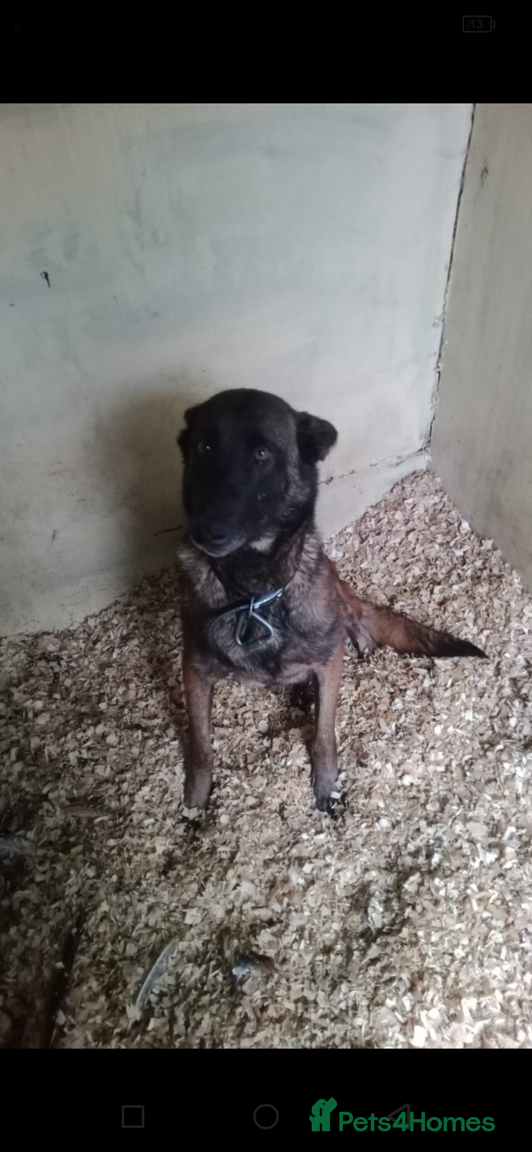 Belgian Shepherd Dog dogs for sale: Chunky malinois puppies looking for new home!!! - Advert 2