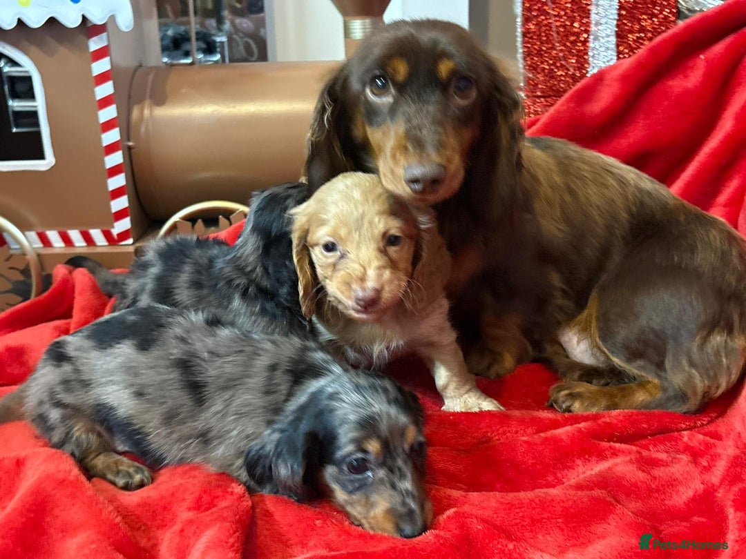 Miniature Dachshund dogs for sale: Long Haired Mini Dashound  - Advert 2