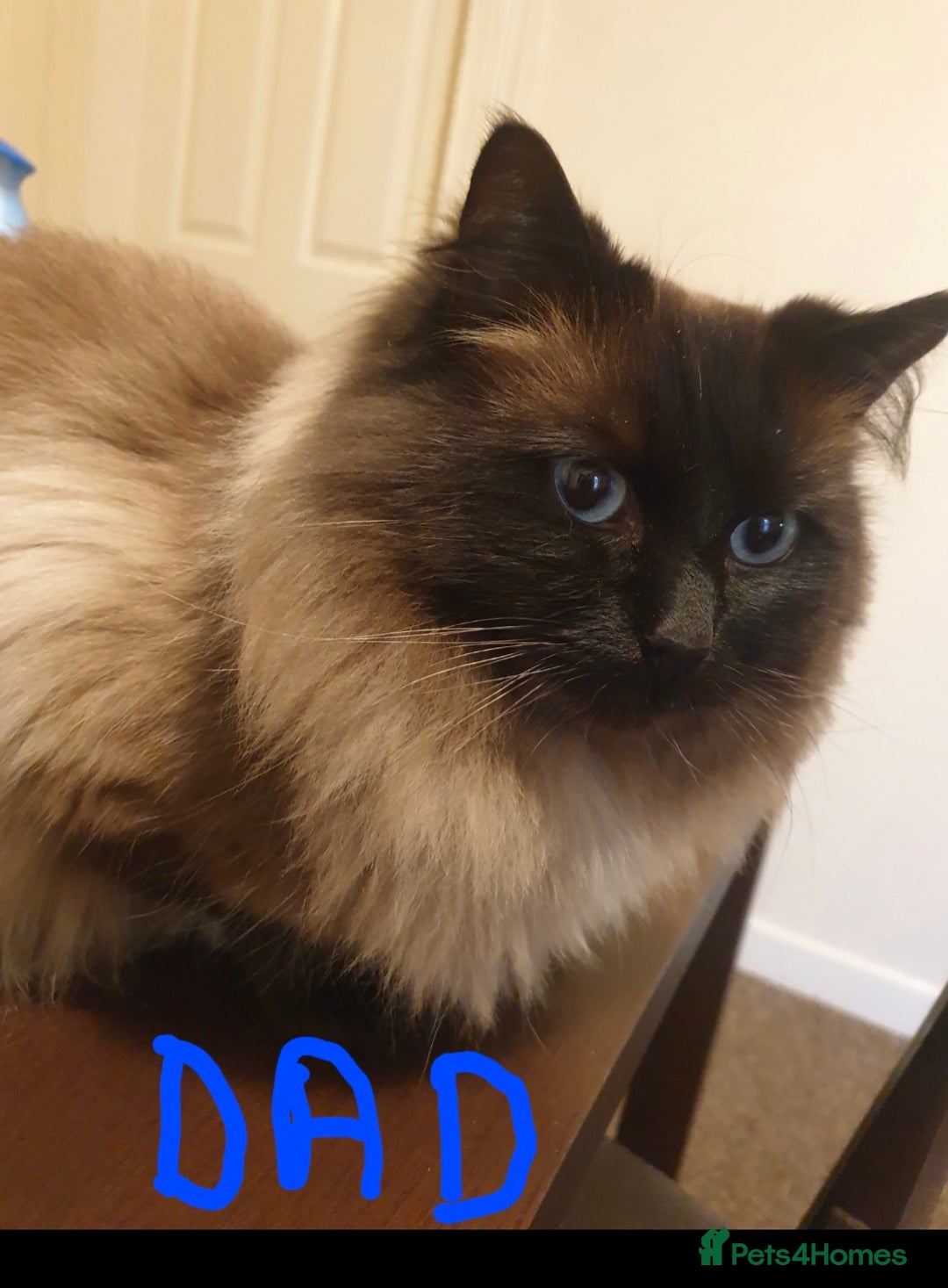 Ragdoll cats for sale: Ragdoll kittens from gccf registered parents  - Image 6