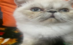 Exotic cats for sale: EXCEPTIONAL GCCF PERSIAN EXOTIC  - Image 21