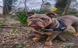 English Bulldog dogs for sale: English Bulldog Puppies - Image 14