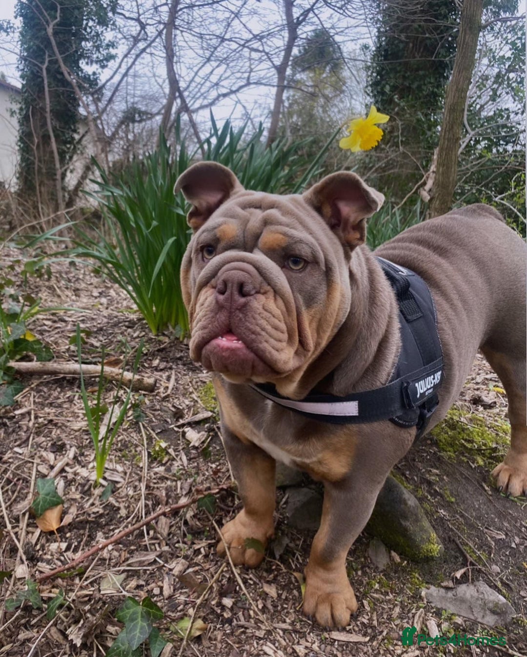 English Bulldog dogs for sale: English Bulldog Puppies - Image 14