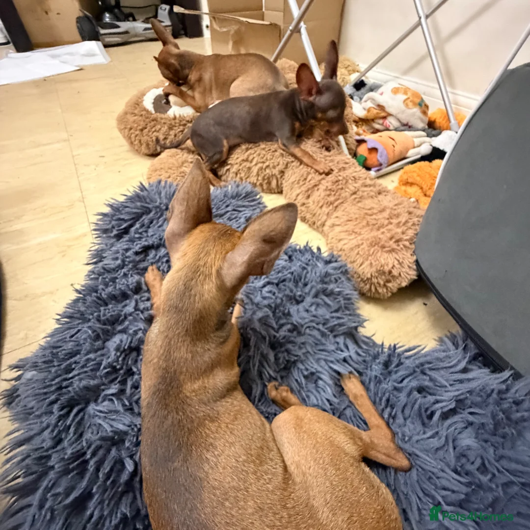 Russian Toy Terrier dogs for sale: KC Russian Toy Terrier - Advert 7