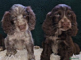 Cocker Spaniel dogs Exceptional Pedigree Show Type English Cockers - Advert 17