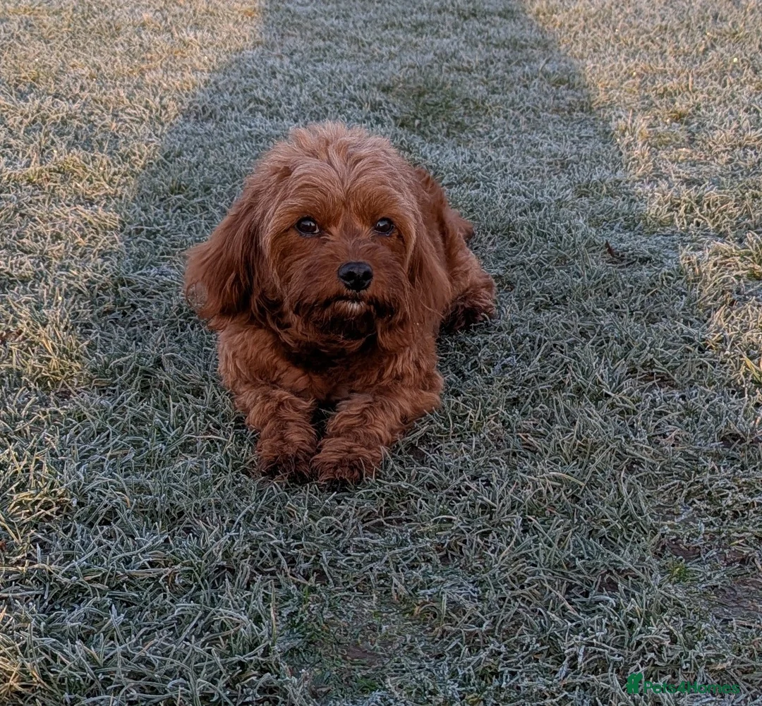 Cavapoo dogs for sale: 4 Cavapoo pups due 15 March - pics previous litter - Advert 3
