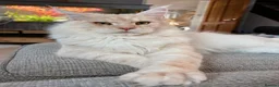 Maine Coon cats for stud: STUNNING Cream Silver TICA Maine Coon stud 🌟  in Derby - Advert 1