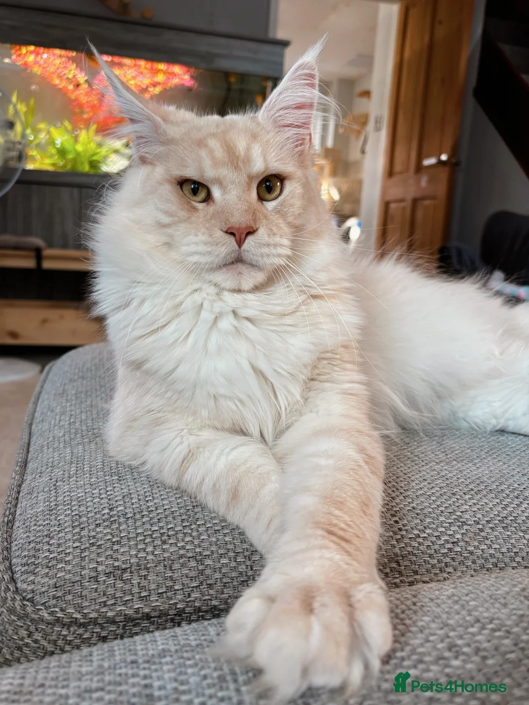 Maine Coon cats for stud: STUNNING Cream Silver TICA Maine Coon stud 🌟  in Derby - Advert 1