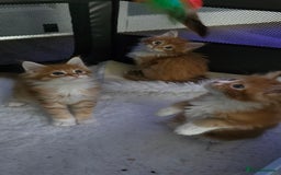 Maine Coon cats for sale: Red and white maine coon kittens TICA registered  - Image 8