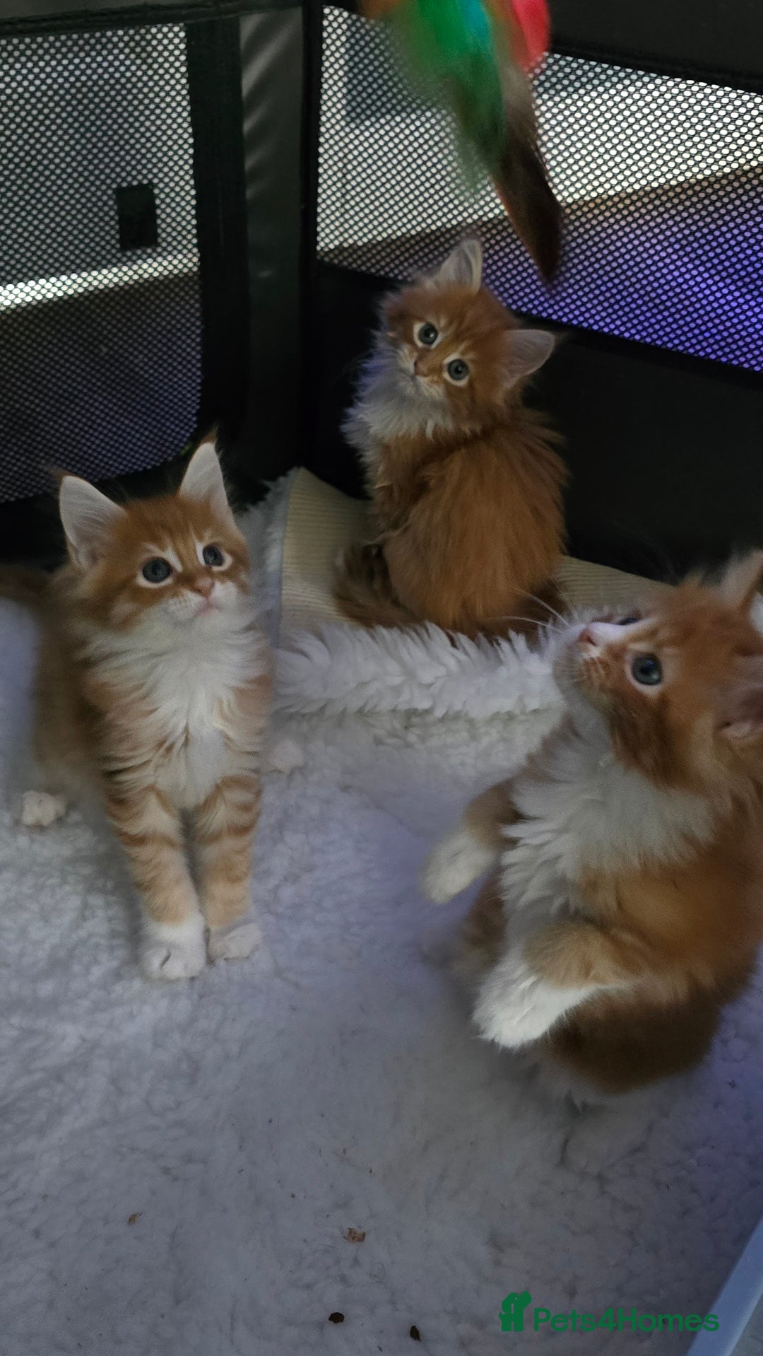 Maine Coon cats for sale: Red and white maine coon kittens TICA registered  - Image 8