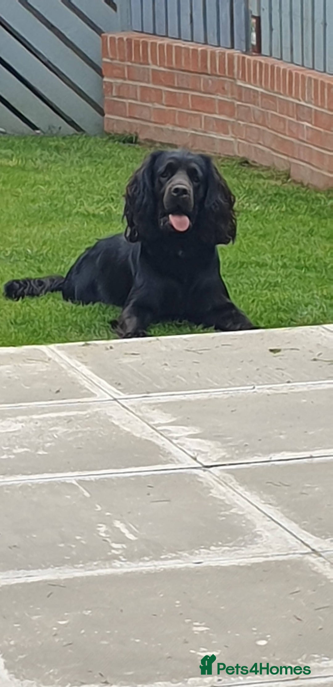 Cocker Spaniel dogs for stud: Black Velvet of Barnsley  - Image 3