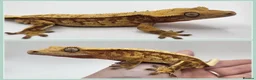 Gecko reptiles for sale: Various Crested Geckos - Advert 7