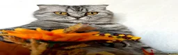 Scottish Fold cats for sale: Scottish Fold Kittens - Advert 3
