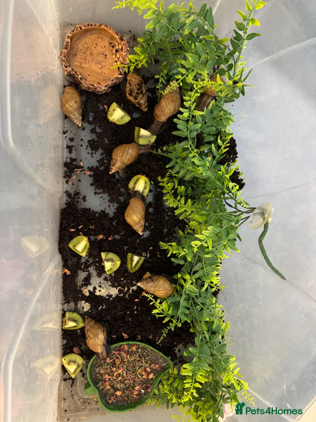 Snails invertebrates for sale: 8 GALS  in London - Advert 1