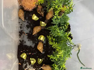 Snails invertebrates 8 GALS - Advert 10