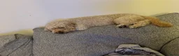 Cavapoo dogs for sale: FOREVER HOME WANTED FOR OUR BEAUTIFUL BOY, AVICII - Advert 2