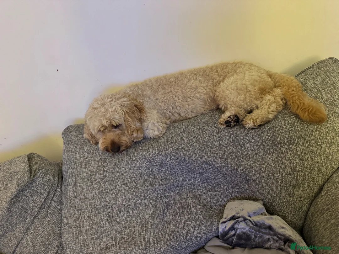 Cavapoo dogs for sale: FOREVER HOME WANTED FOR OUR BEAUTIFUL BOY, AVICII - Advert 2