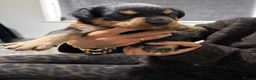 Rottweiler dogs for sale: Rottweiler puppy  - Advert 5