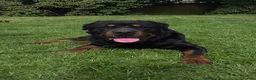 Rottweiler dogs for stud: The legendary KIMBO BOSS MAN. Serbian import KC! - Advert 2
