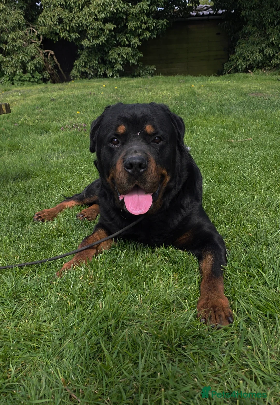 Rottweiler dogs for stud: The legendary KIMBO BOSS MAN. Serbian import KC! - Advert 2