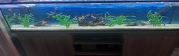 Tetras fish for sale: 180 litre fish tank  - Advert 5