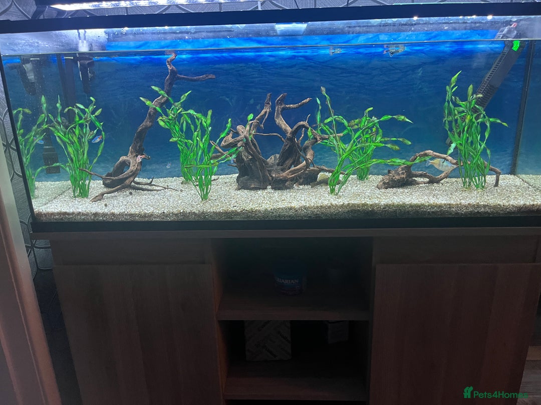 Tetras fish for sale: 180 litre fish tank  - Advert 5