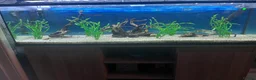 Tetras fish for sale: 180 litre fish tank  - Advert 5