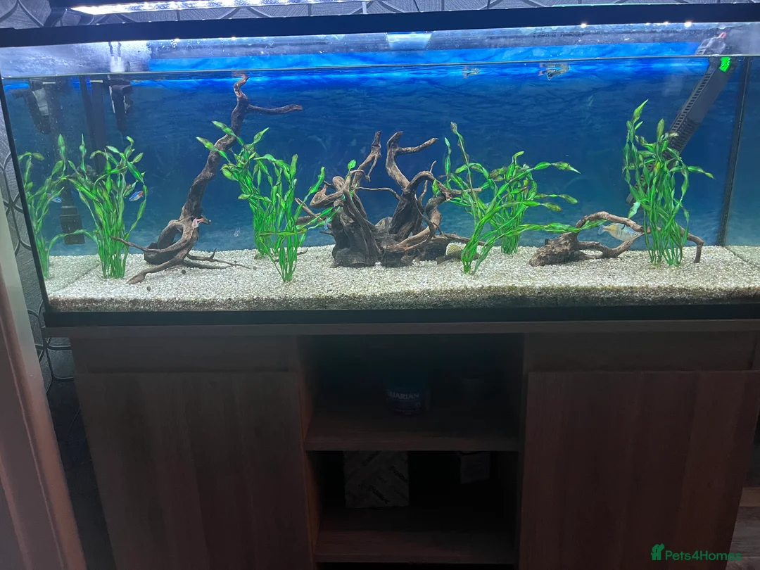 Tetras fish for sale: 180 litre fish tank  - Advert 5