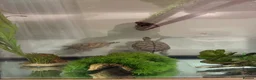 Turtle reptiles for sale: 2x map turtles looking for a new home in Newport - Advert 8