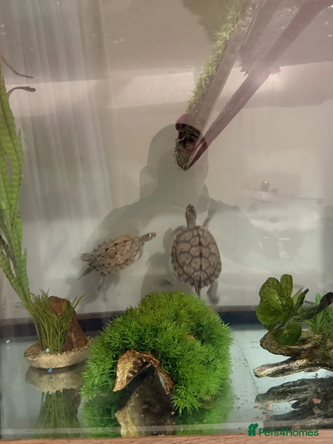 Turtle reptiles for sale: 2x map turtles looking for a new home in Newport - Advert 8