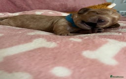 Cockapoo dogs for sale: 🌸3 gorgeous chunky Cockapoo puppy’s 🌸 - Image 4