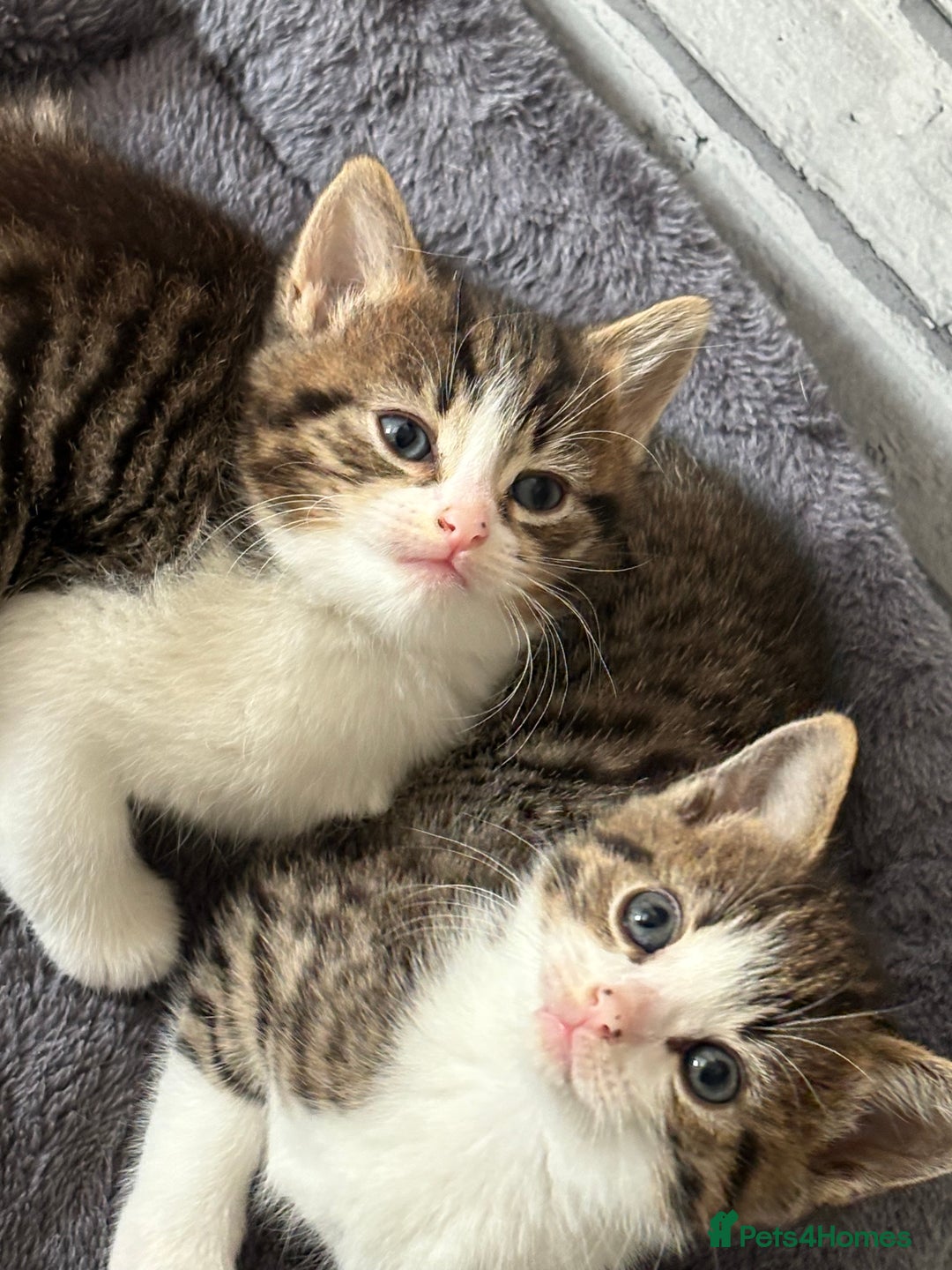 Domestic Shorthair cats for sale: 6WEEKS OLD TABBY FEMALES & BLACK&WHITE MALES - Image 8