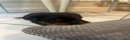 Rottweiler dogs for sale: KC Registered Rottweiler Puppies - Advert 14