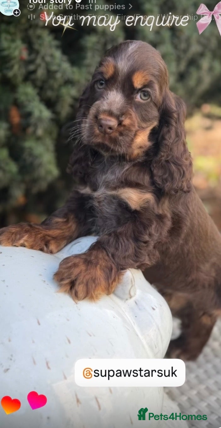Cocker Spaniel dogs Fabulous show cockers - Advert 1