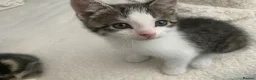 Mixed Breed cats for sale: 4 Gorgeous Tabby Kittens Ready for Loving Homes in Wakefield - Advert 2