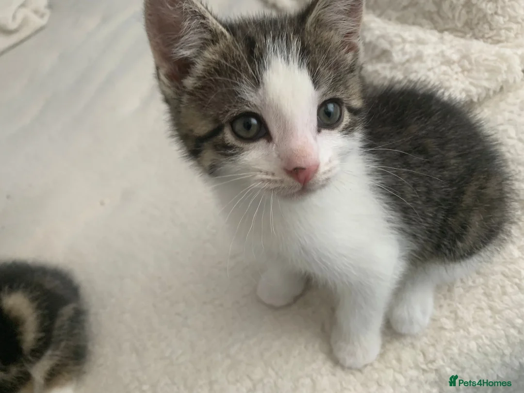 Mixed Breed cats for sale: 4 Gorgeous Tabby Kittens Ready for Loving Homes in Wakefield - Advert 2