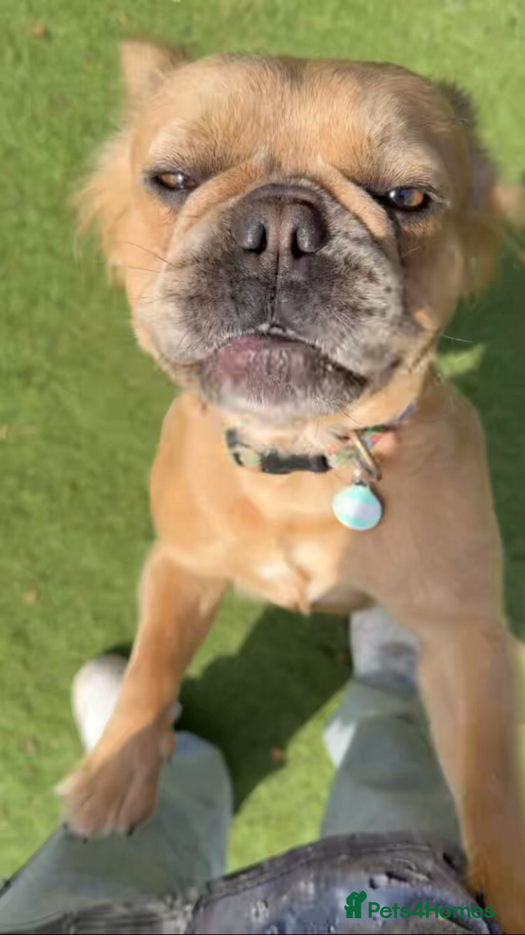 French Bulldog dogs Visual Fluffy Frenchie KC reg - Advert 1