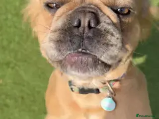 French Bulldog dogs Visual Fluffy Frenchie KC reg - Advert 1