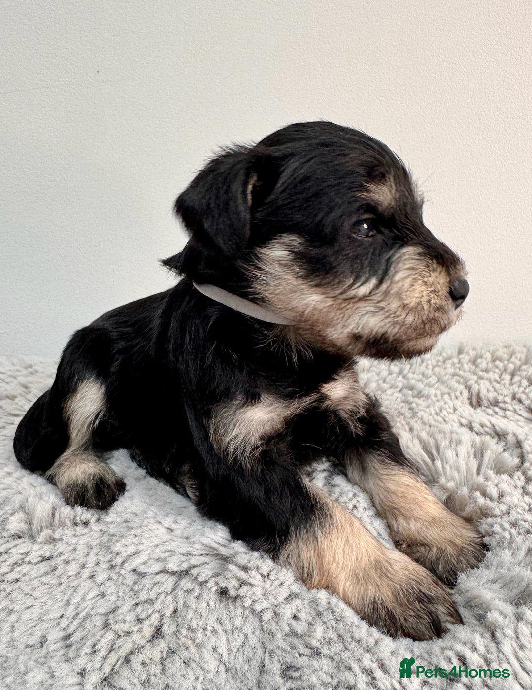 Miniature Schnauzer dogs for sale: Adorable KC registered Miniature Schnauzers - Image 4