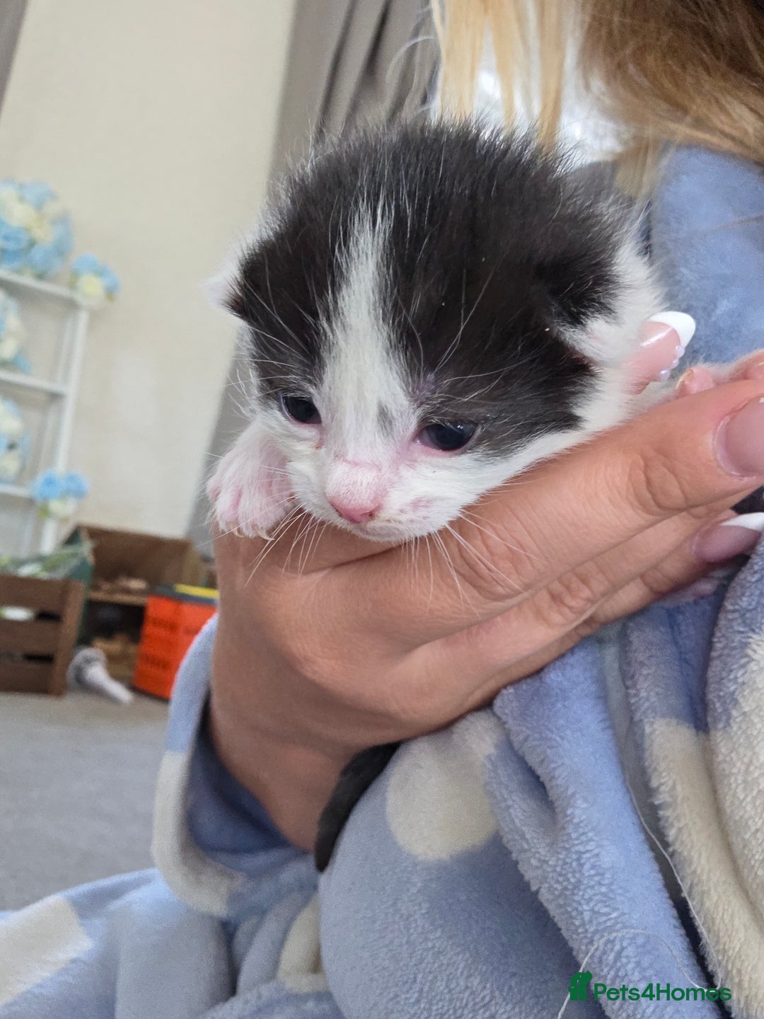 British Longhair cats for sale: 6 long haired kittens - Image 5